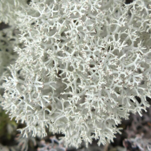 Cladonia stellaris