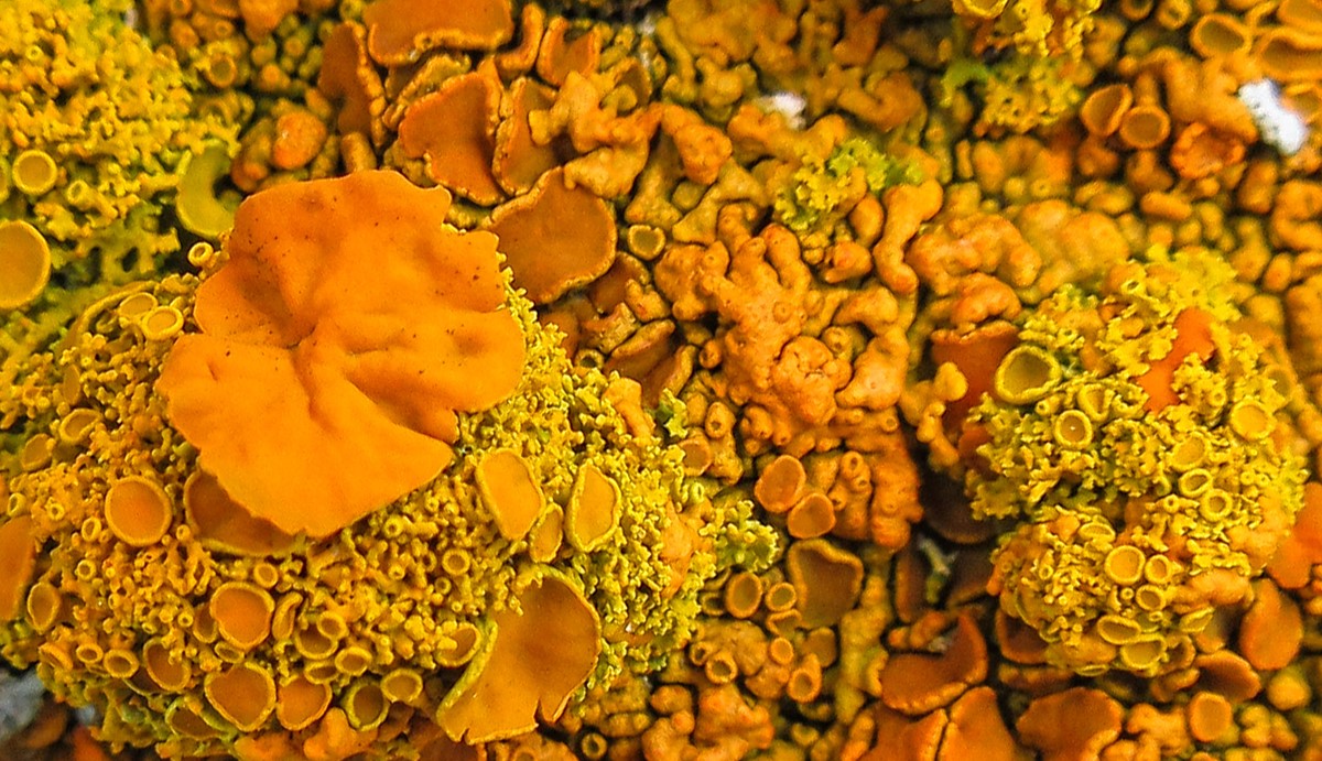Lichens du littoral, Tadoussac