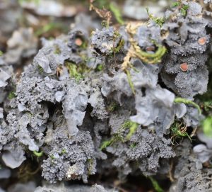 Leptogium cyanescens