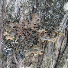 Pseudocyphellaria holarctica