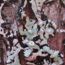 Menegazzia subsimilis