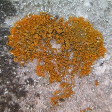 Rusavskia sorediata