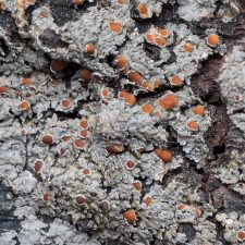 Fuscopannaria leucosticta