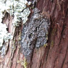 Fuscopannaria leucosticta