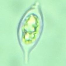 Fuscopannaria leucosticta, spore
