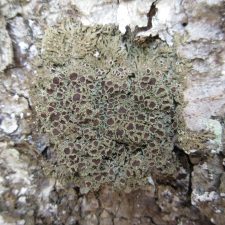Anaptychia palmulata