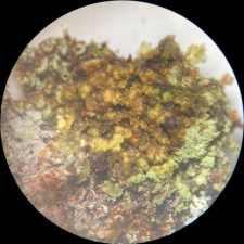 Biatora printzenii, P+ orange