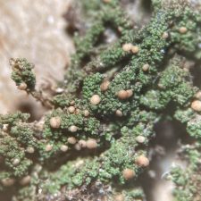 Biatora vernalis, sur bryophyte.