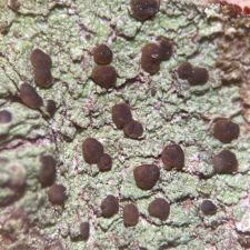 Biatora vernalis sur peuplier