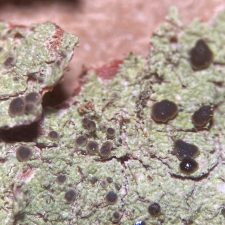 Biatora vernalis sur sapin baumier