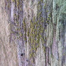 Calicium tigillare