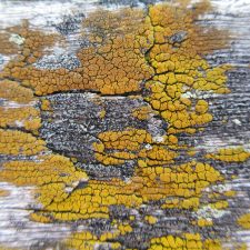 Candelariella vitellina