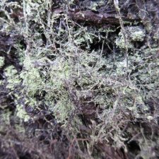 Chaenotheca furfuracea