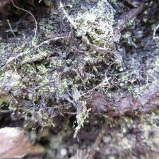 Chaenotheca furfuracea