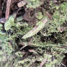 Chaenotheca furfuracea