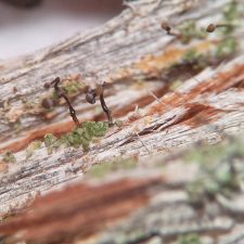 Chaenotheca trichialis
