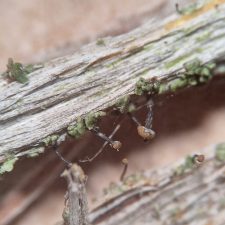 Chaenotheca trichialis