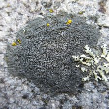 Circinaria caesiocinerea