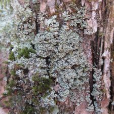 Cladonia caespiticia