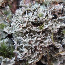 Cladonia caespiticia