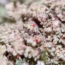 Cladonia incrassata