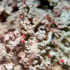 Cladonia incrassata