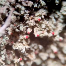 Cladonia incrassata