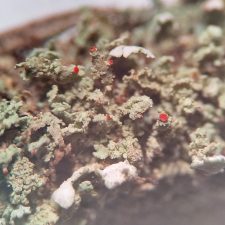 Cladonia incrassata