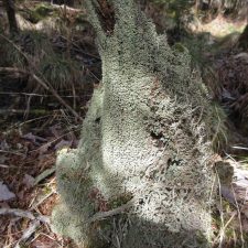 Cladonia incrassata