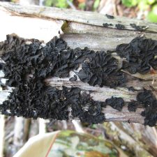 Collema furfuraceum