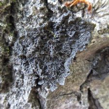 Collema nigrescens