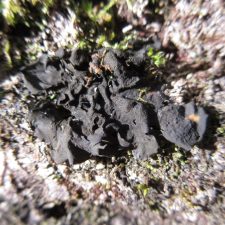 Collema subflaccidum
