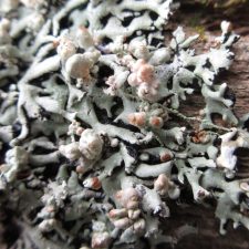 Cyphobasidium hypogymniicola