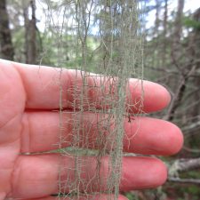 Dolichousnea longissima