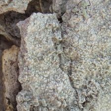 Epithamnolia pertusariae