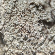 Epithamnolia pertusariae