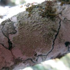 Fuscidea arboricola