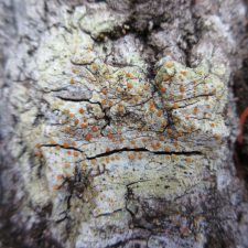 Gyalolechia flavorubescens