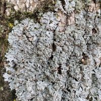 Polyblastidium hypoleucum