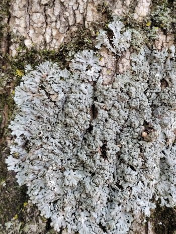 Polyblastidium hypoleucum
