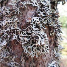 Hypogymnia krogiae