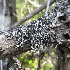 Hypogymnia vittata