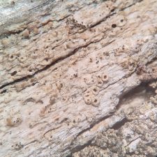 Lecanora argentata