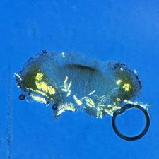 Lecanora argentata, cristaux POL+ après KOH