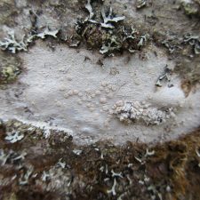 Lecanora caesiorubella