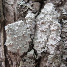 Lecanora caesiorubella