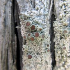 Lecanora chlarotera
