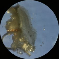 Lecanora chlarotera, granules et cristaux après KOH