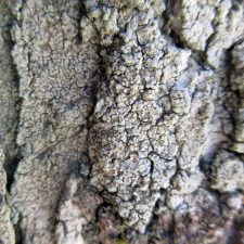 Lecanora impudens
