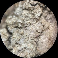 Lecanora impudens